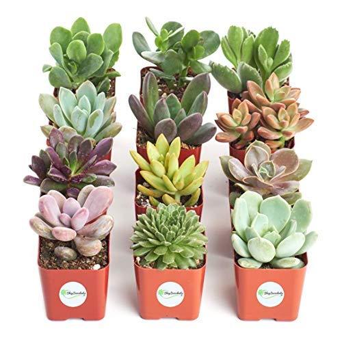 Shop Succulents | Unique Collection of Live Succulent Plants, Hand Selected Variety Pack of Mini Succulents | Collection of 12