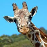 Sedgewick County Zoo