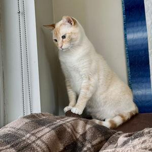 Cat sitter fund for our honeymoon