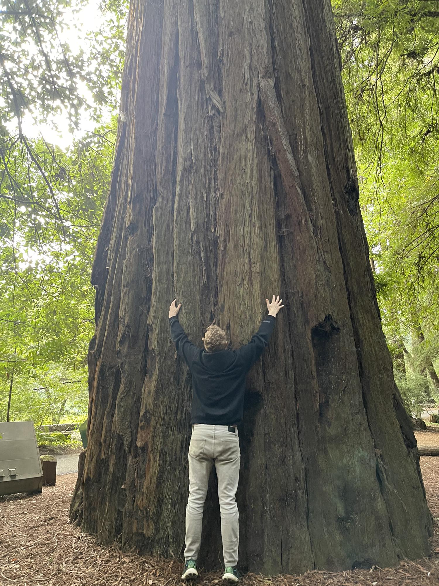 The California Red Woods 🪵🪵