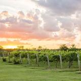Rockside Winery and Vineyards