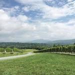 Stinson Vineyard