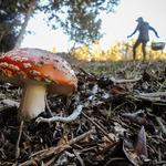 Mushroom Hunting!