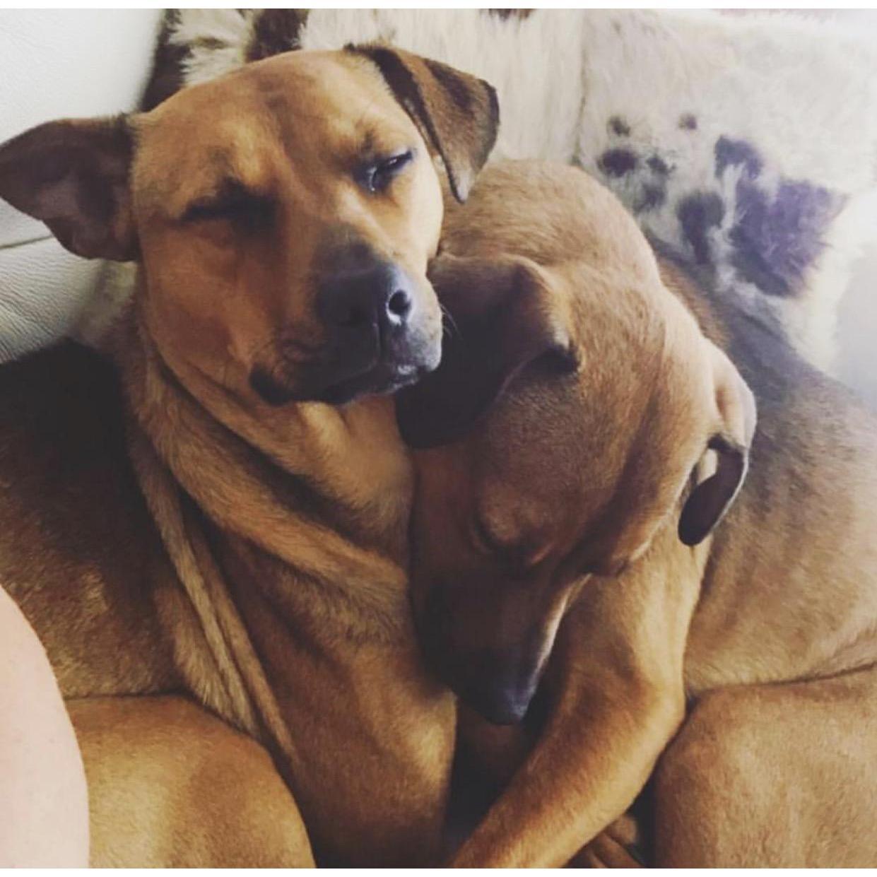 Snuggle bugs