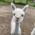 Stagecoach Trails Alpacas LLC