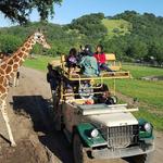 Safari West