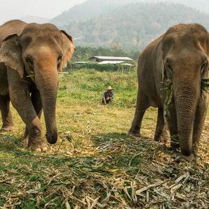 Elephant Sanctuary Visit in Thailand