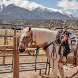 Mt. Princeton Riding Stables
