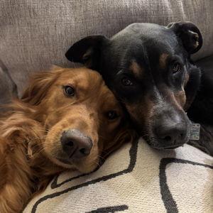 Doggy Daycare for Honeymoon Fund