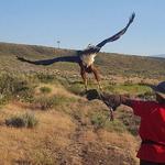 Raptor Adventures Falconry