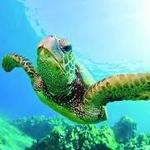 Turtle Canyon