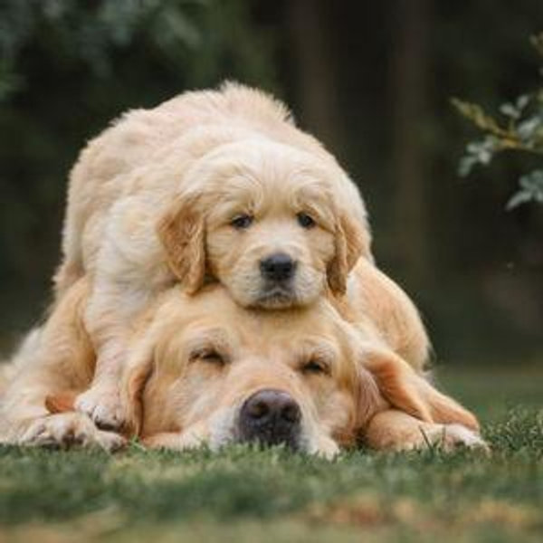 The Future Dog Fund
