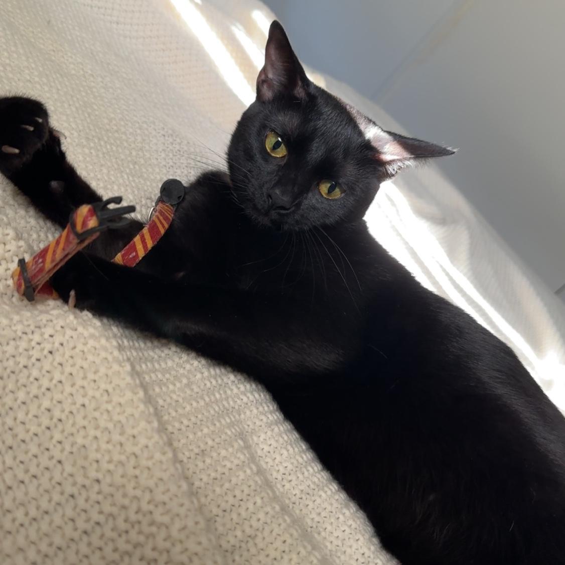 Sirius