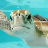 SEA TURTLES