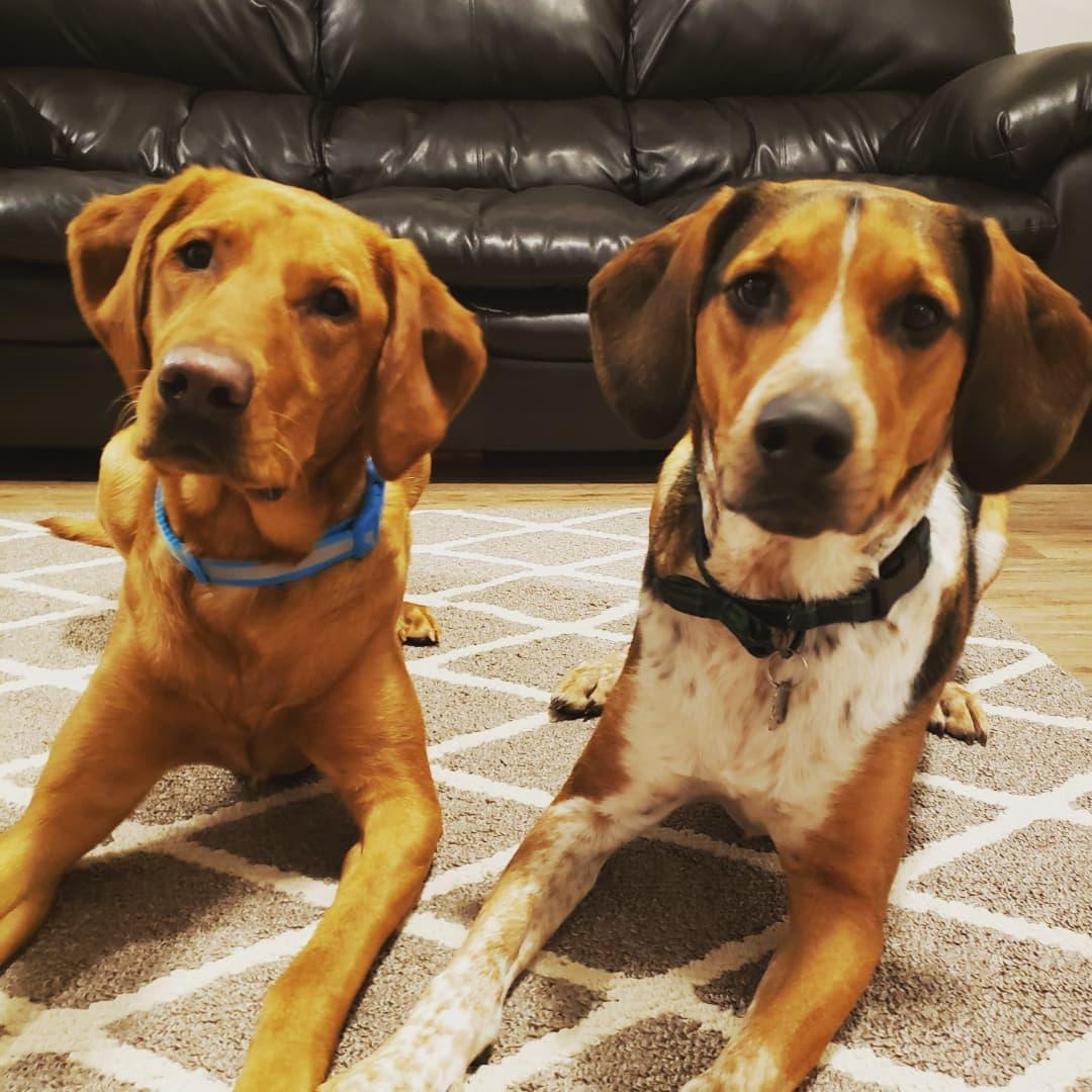 Our dogs Maya (left) and Chewie (right)
