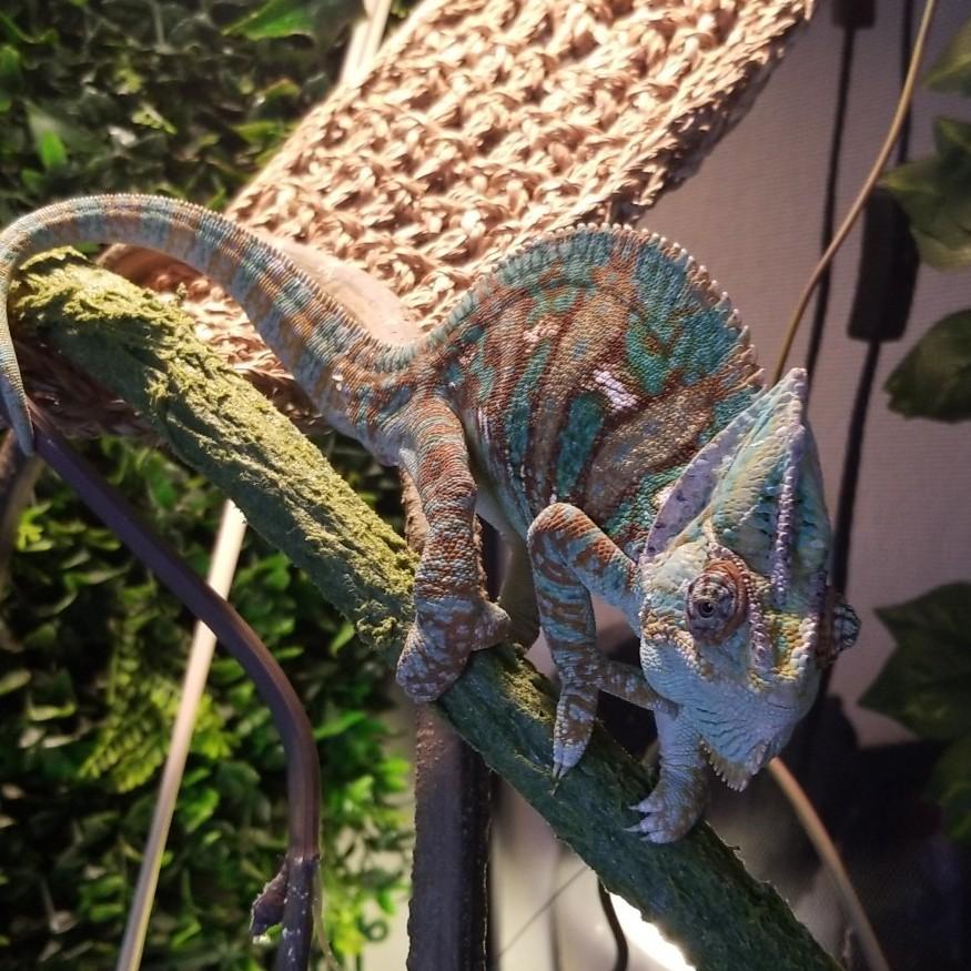 Our Chameleon Rango