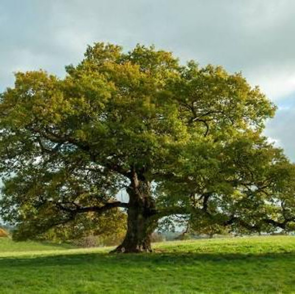 Tree planting fund