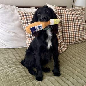 Goose's Toy Fund