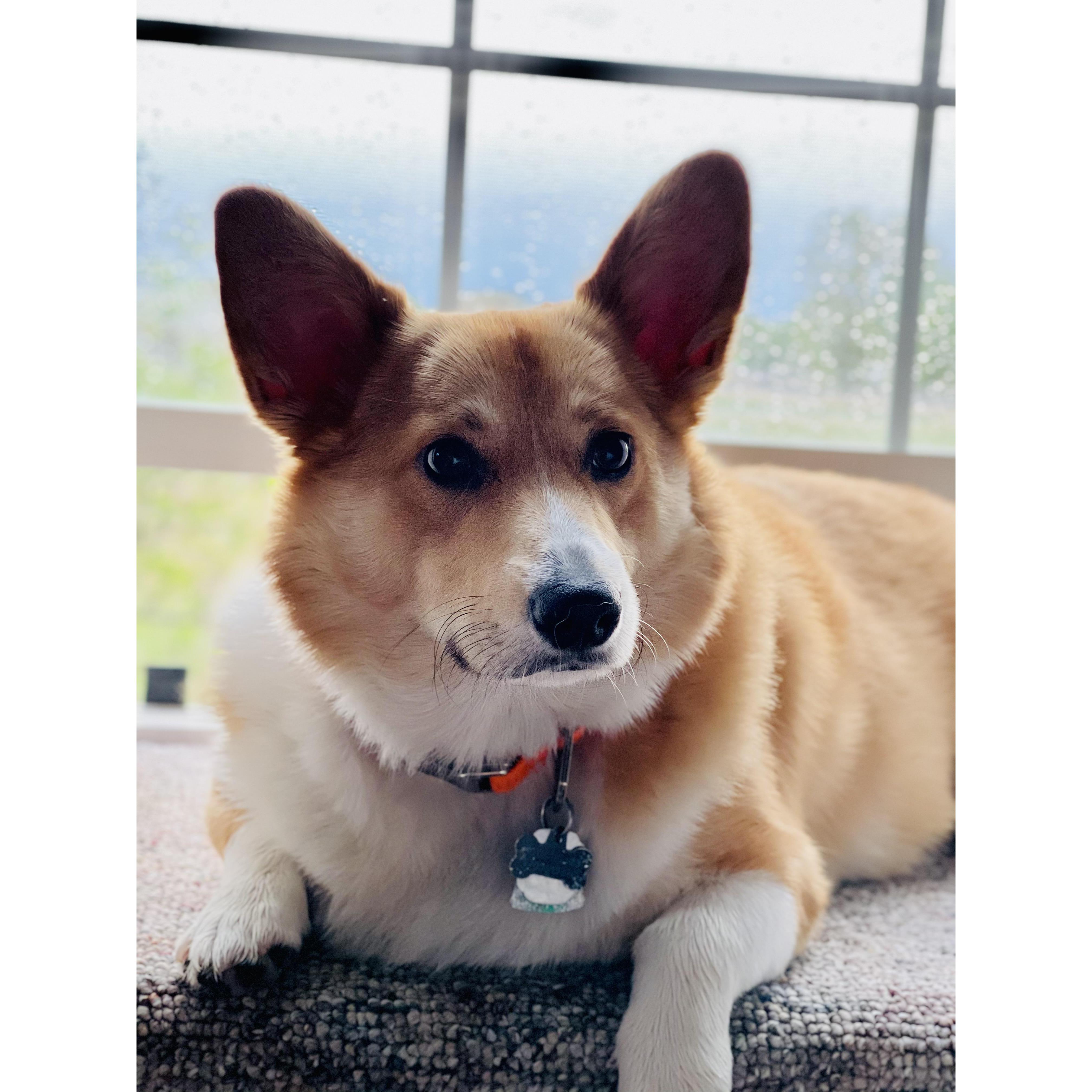 When Altas sees a treat, he instantly goes cross eyed!