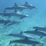 Dolphin Quest