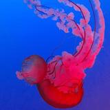 Ripley's Aquarium of the Smokies