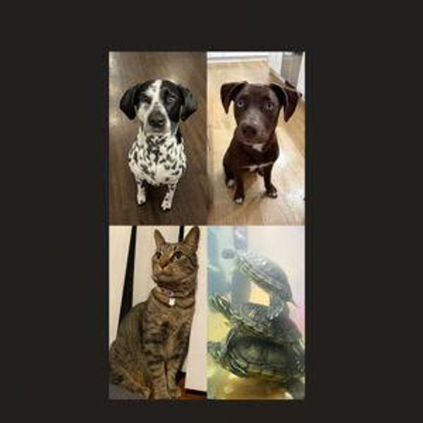 Year's Supply Of Pet Treats