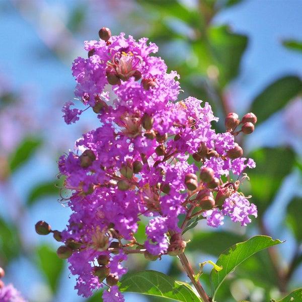 Muskogee Crape Myrtle Tree Lagerstroemia indica x fauriei 'Muskogee'