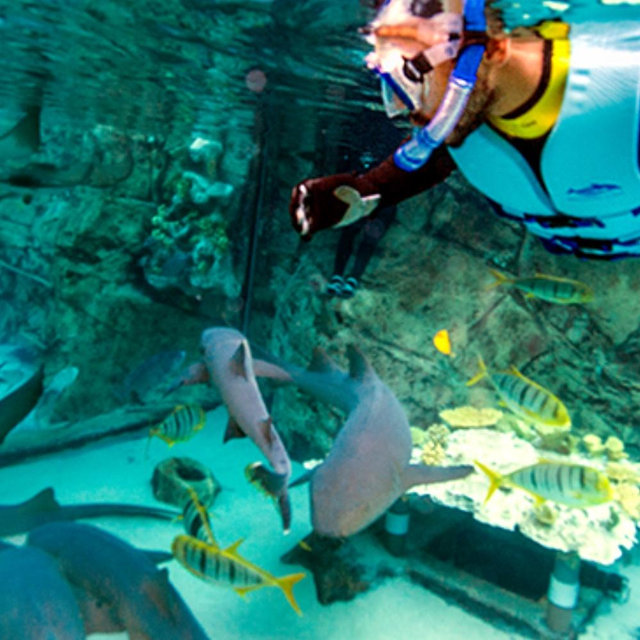 Snorkeling with Sharks!