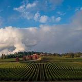 Domaine Serene Winery