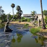 The La Brea Tar Pits and Museum