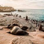 Visit the Seals and Sea Lions