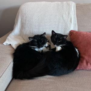 Cat sitter