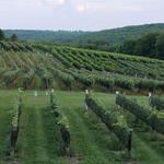 Sunset Meadow Vineyards