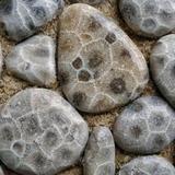 Hunt for Petosky stones at Petosky State Park