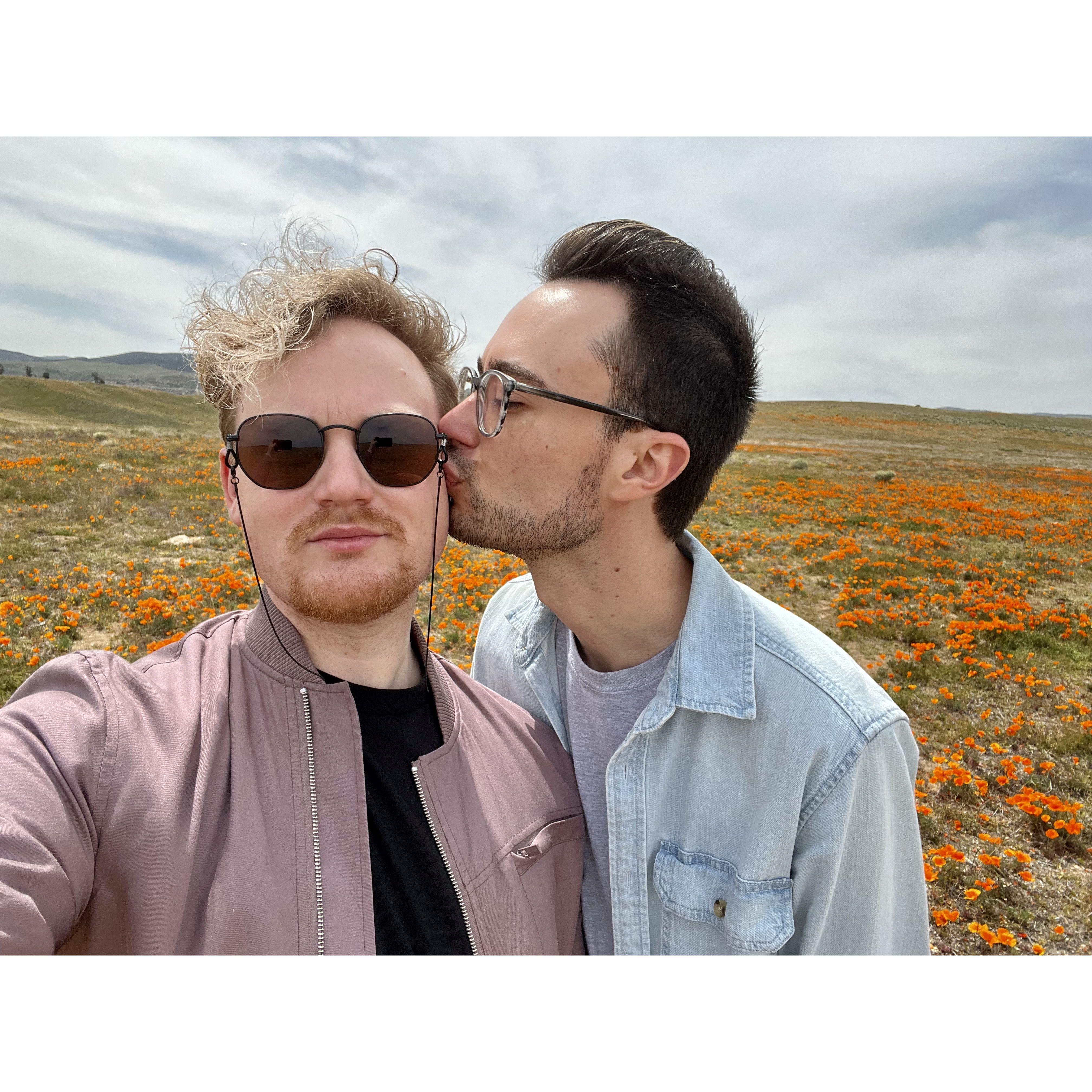 Poppy Fields - Antelope Valley, CA 2022