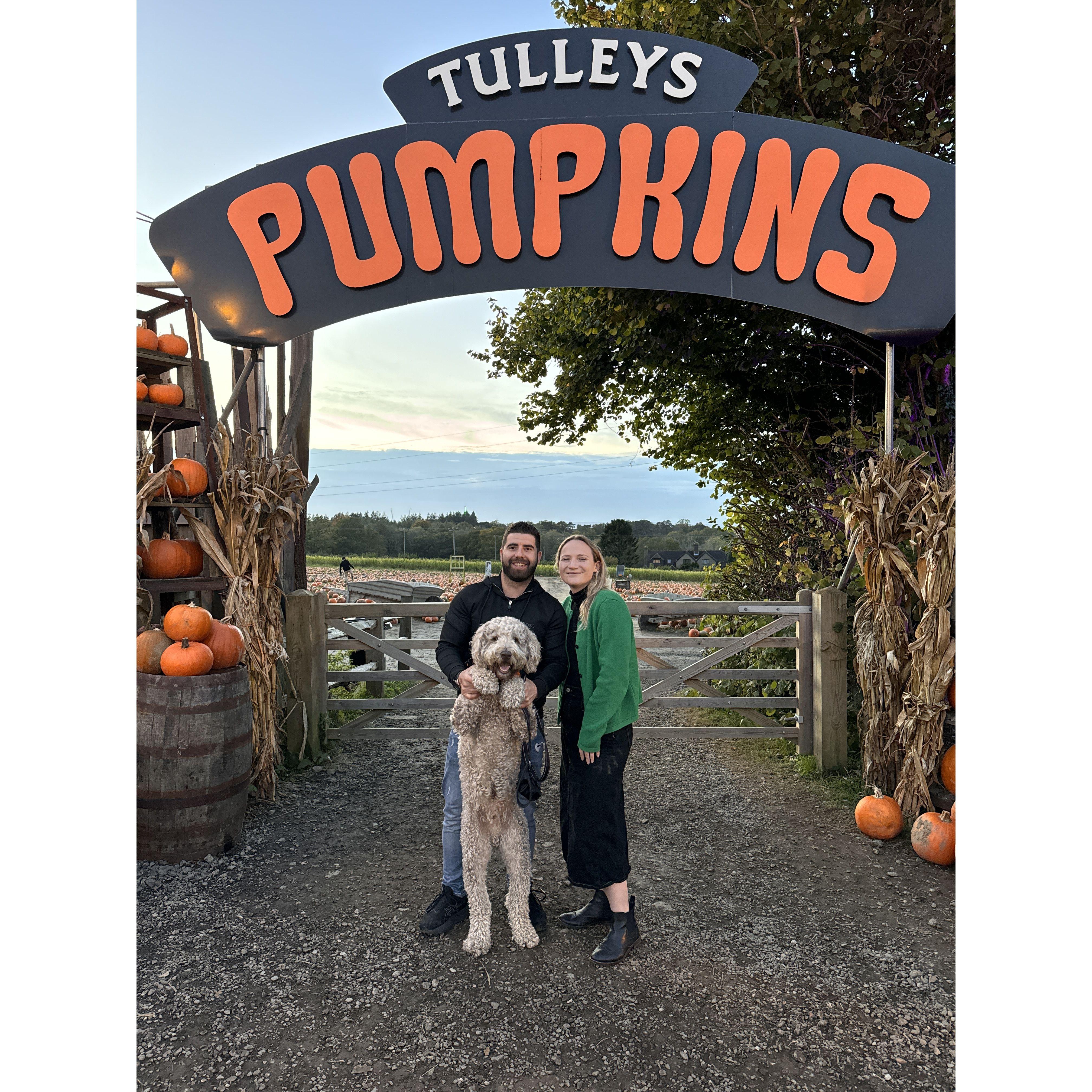 Halloween Pumpkin Patch