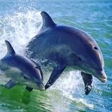 Dolphin Racer