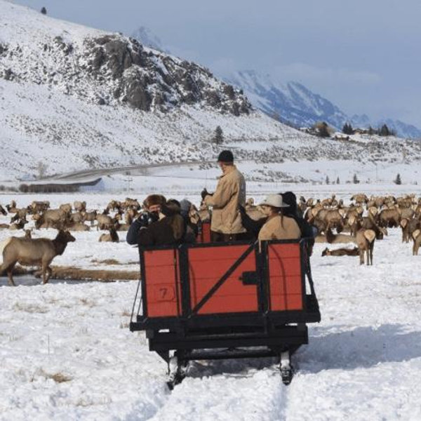 National Elk Refuge Sleigh Ride