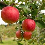 Soons Orchards