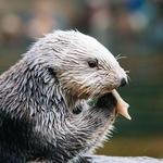Oregon Coast Aquarium