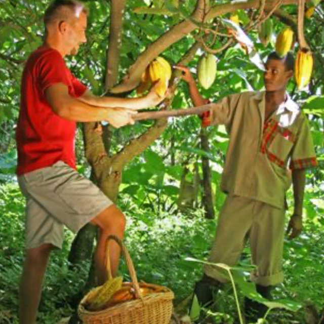 Honeymoon Cacao Farm Experience
