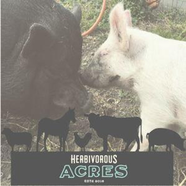 Herbivorous Acres Farm Sanctuary