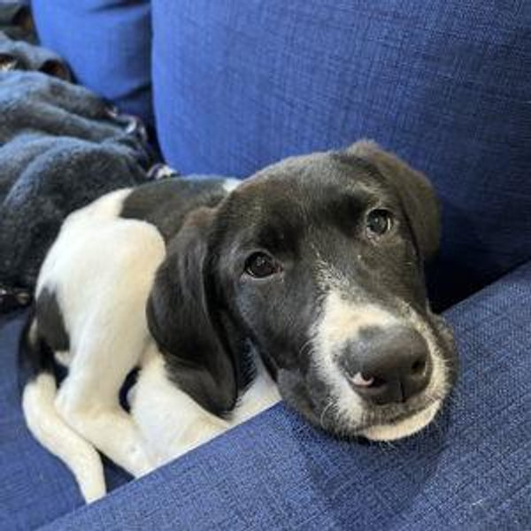 Honeymoon Dog Sitting Fund