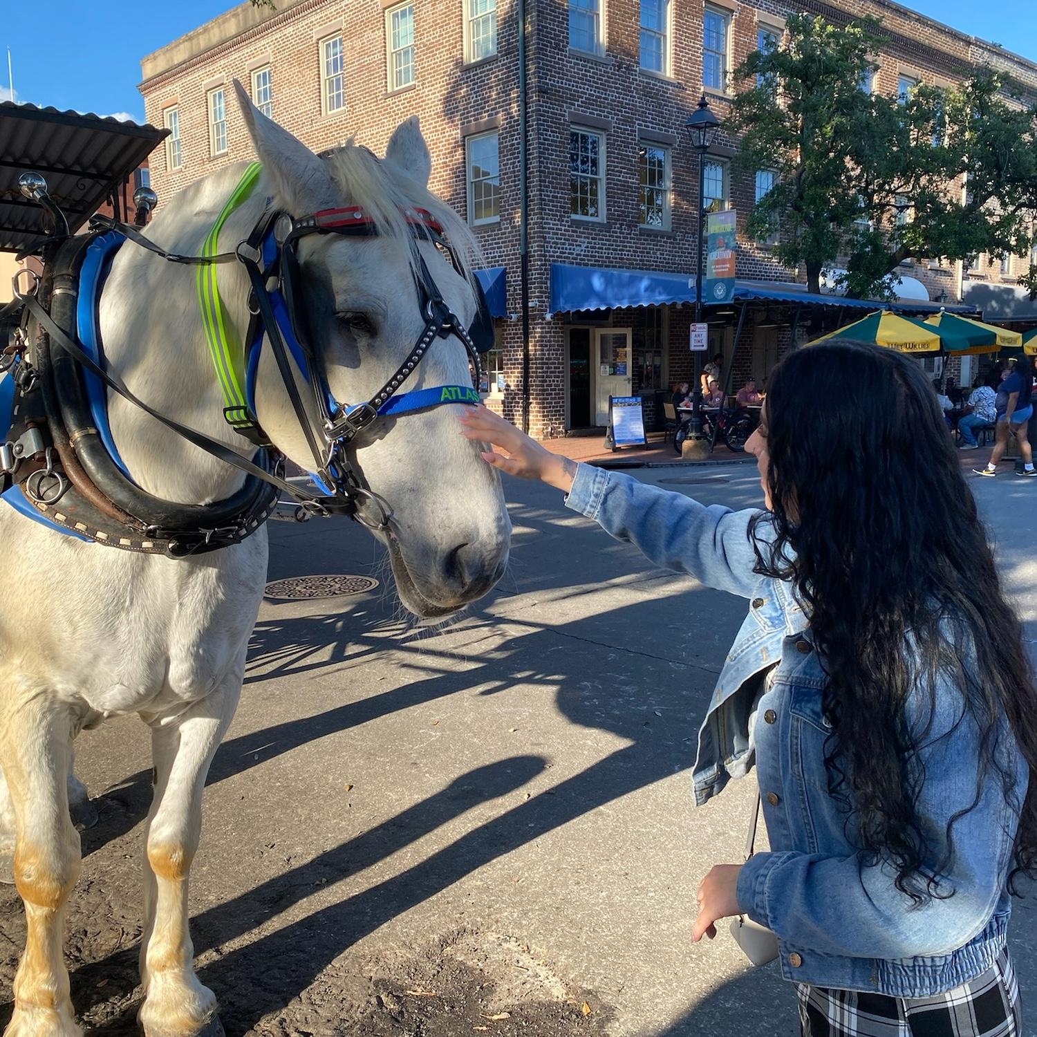 One of the horses appreciating the attention, such a sweetheart