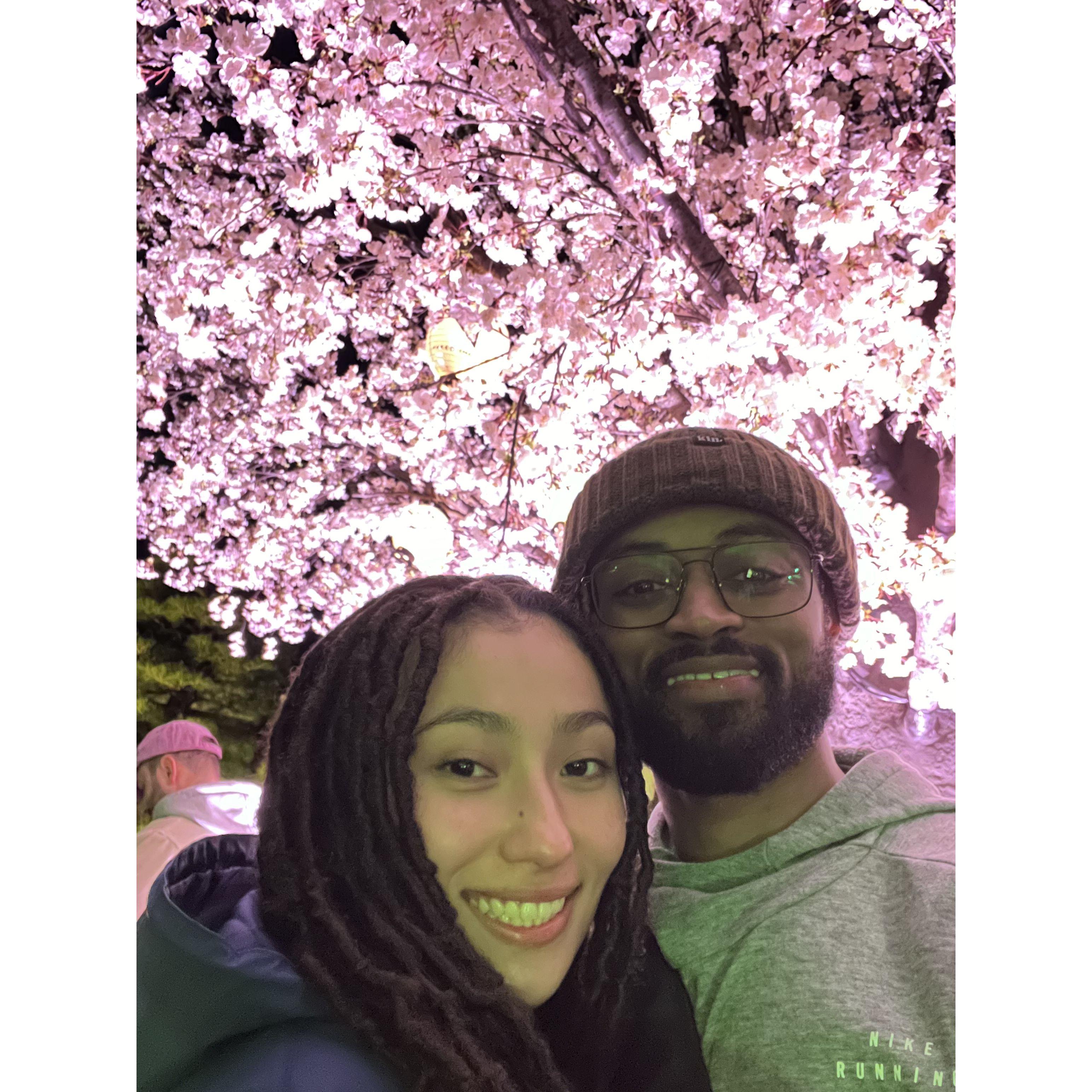 Sakura (cherry blossom) Festival 3-11-24