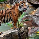 Los Angeles Zoo