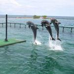 32. Oceanarium Rosario Islands