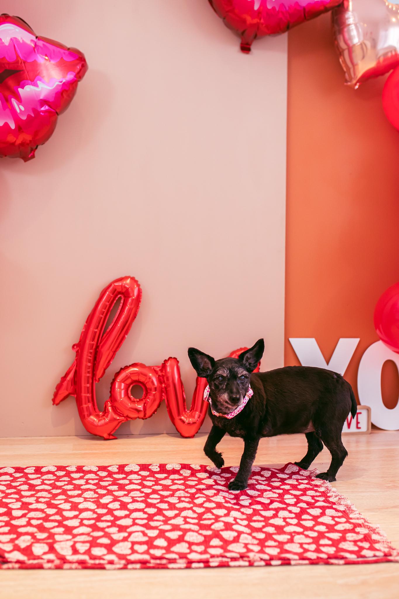 The Wedding Website of Shannon Ko and Alex Olson