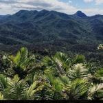 El Yunque National Forest