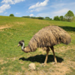 Roer's Zoofari
